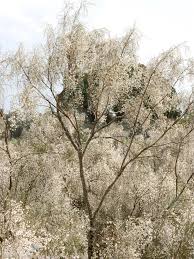 Image result for Retama monosperma