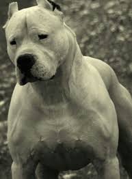 pin by sander wags on pit ast bulli argentino boerboel breeds dogo argentino boerboel