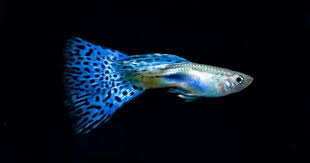 How to breed perfect guppies - Practical Fishkeeping
