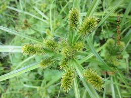Image result for Cyperus sp.no.7