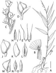 Image result for Sclerodactylon macrostachyum