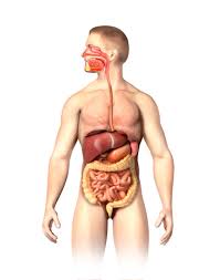 Image result for internal organs