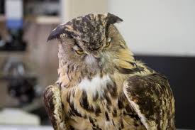 Puchacz, ptak, sowa, pióro, ptak drapieżny, eurazjatycki orzeł europejska sowa, zwierzę, natura, raptor, noc aktywna, dziki ptak. Noc Sow Lublin Gosc Pl