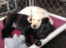 Individuals & rescue groups can post animals free.. 11am Cute Puppy Rescue Left And Capetta Found A Comfortable Spot For Snoozing Assistance Dogs