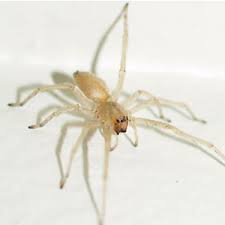 Image result for yellow sac spider bite skin