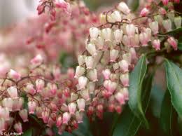 Pour accéder facilement aux variétés, le filtre persistance du feuillage est à votre. Gros Plan Sur 15 Plantes Qui Fleurissent L Hiver