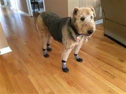 Grippers Non Slip Dog Socks Dog Socks Dogs Paw Protector