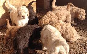 Founded in 1884, the akc is the largest purebred dog registry in the world. Best Newfypoo Puppies Newfoundland Poodle Mix Call 719 320 7146 The Best Dogs Ever