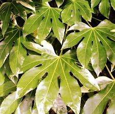 Image result for Alafia orientalis