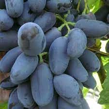 Check spelling or type a new query. Jual Bibit Tanaman Buah Anggur Black Panther Super Kota Bandung Aneka Jenis Bibit Unggul Tokopedia