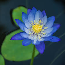 Image result for Nymphaea lotus