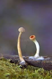 Image result for Simocybe centunculus
