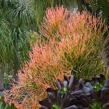 Image result for Euphorbia tirucalli
