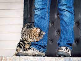 When Kitties Call Times Of India