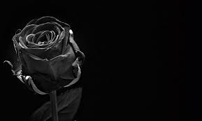 What should you send when someone dies, instead of flowers? The Meaning Of Black Roses Black Rose Meaning Flower Glossary