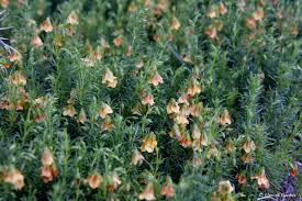 Image result for Hermannia eenii