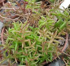 Image result for Crassula expansa