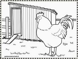 Ayam punya dua kaki paruh buat makan dan jengger. Gambar Mewarnai Ayam Bertelur Download Kumpulan Gambar
