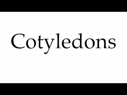 How To Pronounce Cotyledonous - Youtube