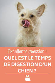 Epingle Sur Conseils Et Astuces Chiens
