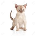 Burmese cat - Wikipedia