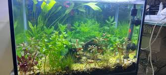 My betta planted tank nano aquarium aquascape at home. Planted Betta Tank Album On Imgur