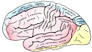 Check spelling or type a new query. Anterior Cerebral Artery Wikipedia
