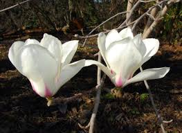 Image result for Magnolia White 1980 Amos and Sons