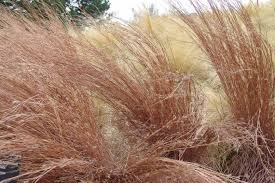 Image result for Schizachyrium