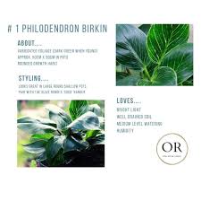 Pin On The Olive Robin Hanging Plants In Style