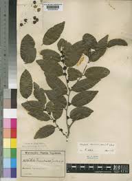 Image result for Diospyros abyssinica
