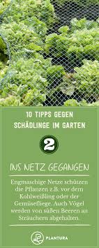 10 Hausmittel Gegen Schadlinge Im Garten Plantura Schadlinge Im Garten Garten Pflanzen