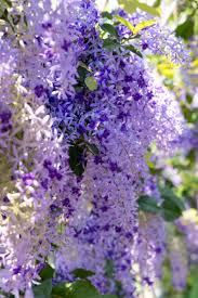 Image result for Petrea volubilis