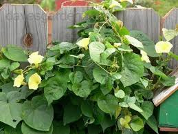 Image result for Ipomoea ochracea