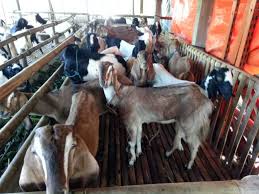 Harga kambing cross boer hewan qurban murah. Jual Kambing Boer Etawa Domba Merino
