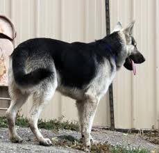 I strive for a more sensitive and compliant dog than the hard european imports. Huge Black An Silver German Shepherds German Shepherd Silver German Shepherd Big German Shepherd