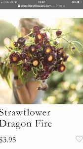 Pin By Rosie Mcglade On Annuals Peppercorn Red Peppercorn