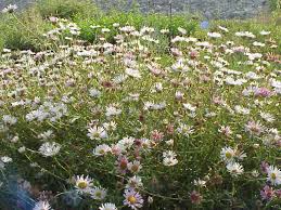 Image result for Erigeron steudelii
