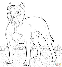 Beautiful of pit bulls in with of. Pitbull Dog Coloring Page Puppy Coloring Pages Pitbull Coloring Pages