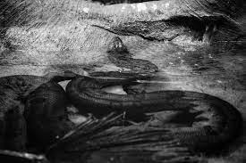 A Long Snake Coming Out Of The Water Shot In Black And White Paid Ad Affiliate Coming Water White Snake Anaconda Long Snake Water Shoot