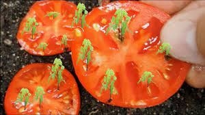 How often you stretch for instance, and how. How To Grow Tomatoes From Seed Updated 2021 With Results Youtube