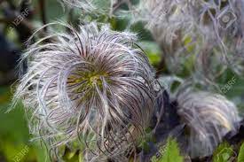 Check spelling or type a new query. Rare Species Of Clematis Plant Stock Photo Picture And Royalty Free Image Image 44665842