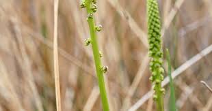 Image result for Triglochin striata