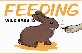 This page contains affiliate links. Feeding Wild Rabbits The Do S And Don Ts