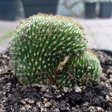 Image result for Triumfetta trichocarpa