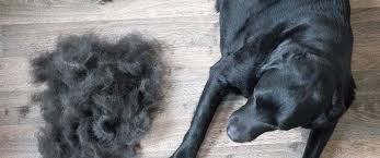 Mange in puppies might heal by itself in six to eight weeks. Everything You Need To Know About Dog Shedding