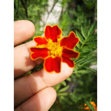 Bunga marigold dari kresek_marigold flower from plastic bags hai sahabat channel adi nyoto kali ini saya membuat bunga marigild dari kresek. Biji Benih Pokok Bunga Marigold Merah 5 Kelopak Bunga Tahi Ayam Merah