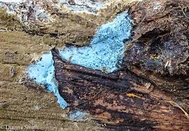 Image result for Erythrococca atrovirens