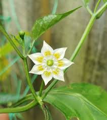 Image result for Capsicum baccatum