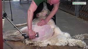 Du schörest, selten schertest schafe scheren. Demonstrationsvideos Grundlagen Der Schafschur Tierhaltung Landwirtschaftskammer Niedersachsen